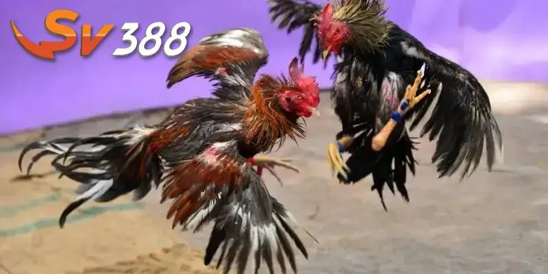 App đá gà đăng ký dễ dàng App đá gà đăng ký dễ dàng