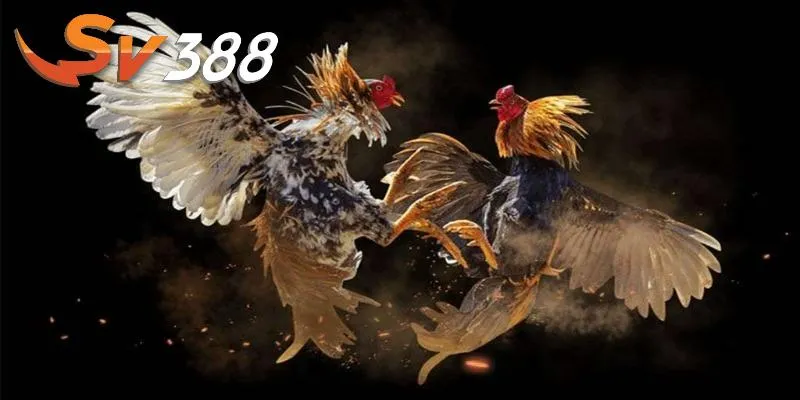 App đá gà tiện ích mang đến trải nghiệm tối ưu cho thành viên App đá gà tiện ích mang đến trải nghiệm tối ưu cho thành viên