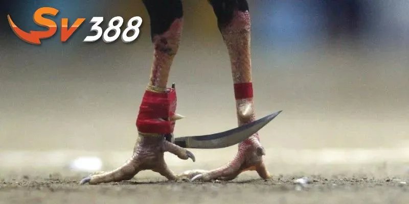 Cách tham gia đá gà cựa dao dễ dàng Cách tham gia đá gà cựa dao dễ dàng