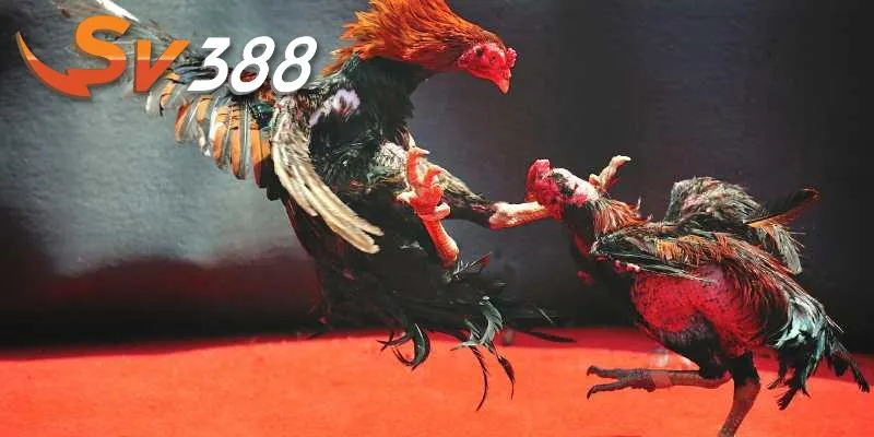 Cách xem gà đá chuẩn giúp tăng tỷ lệ thắng cược