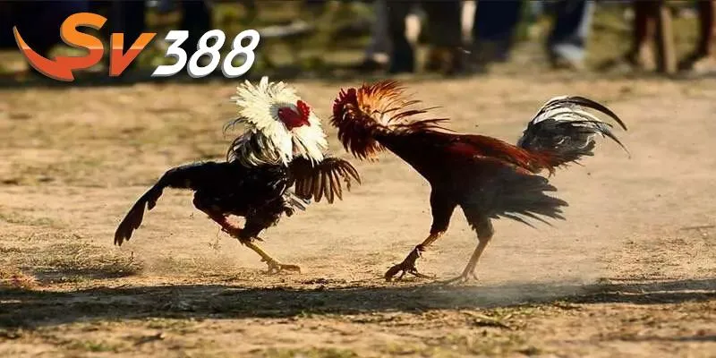 Cách xem gà đá và những lời khuyên quan trọng