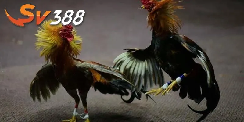 Chơi đá gà Thomo mang đến nhiều lợi ích