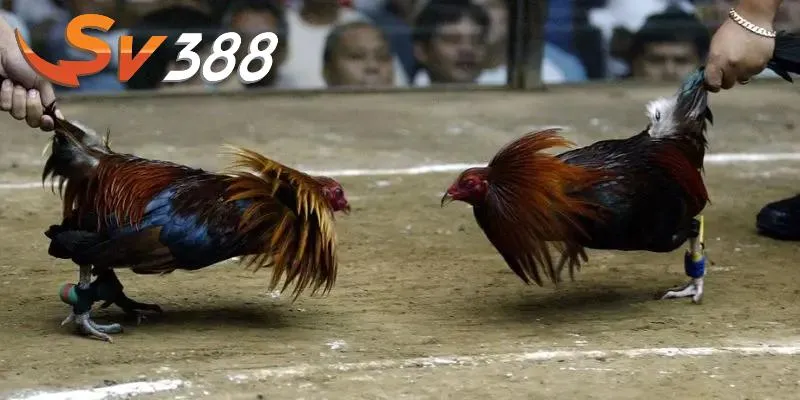 Chọi gà ăn tiền tại SV388 tạo nên trải nghiệm khó quên Chọi gà ăn tiền tại SV388 tạo nên trải nghiệm khó quên