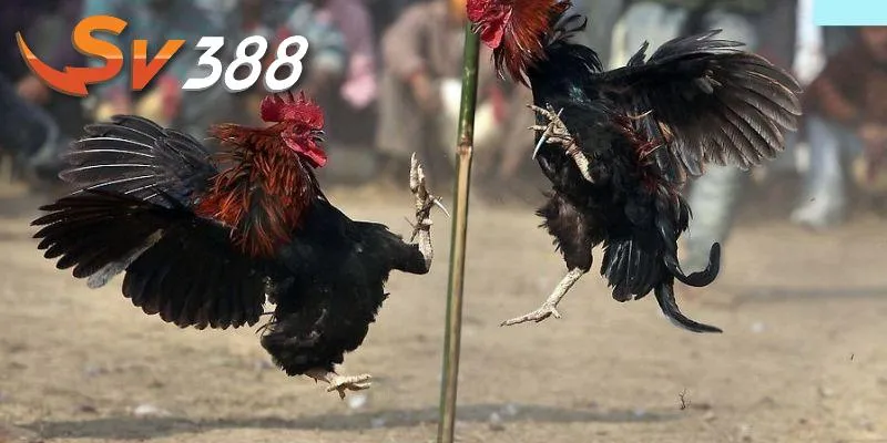 Chọi gà c1 mang lại nhiều lợi ích Chọi gà c1 mang lại nhiều lợi ích