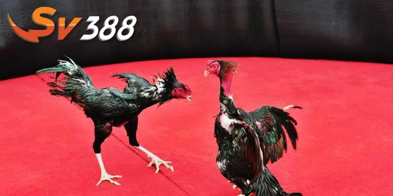 Chọi gà tại SV388 có nhiều ưu đãi hấp dẫn