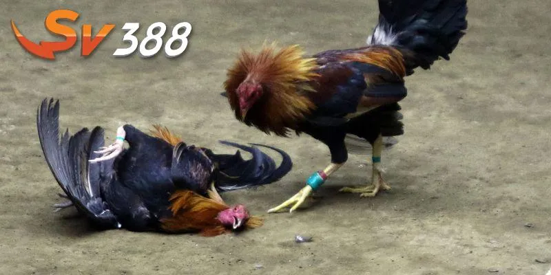 Có nhiều loại gà đá trên thị trường Có nhiều loại gà đá trên thị trường