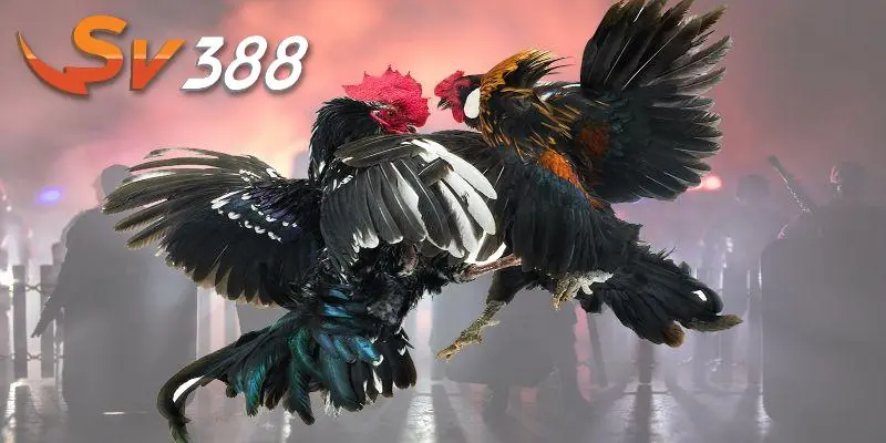 Đá gà SV388 tạo trải nghiệm khác biệt