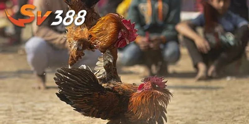 Đá gà bữa nay tại SV388 được cập nhật mới nhất