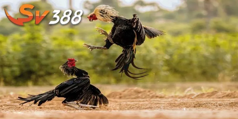 Đá gà c1 mang nhiều nổi bật tại sân chơi SV388 Đá gà c1 mang nhiều nổi bật tại sân chơi SV388