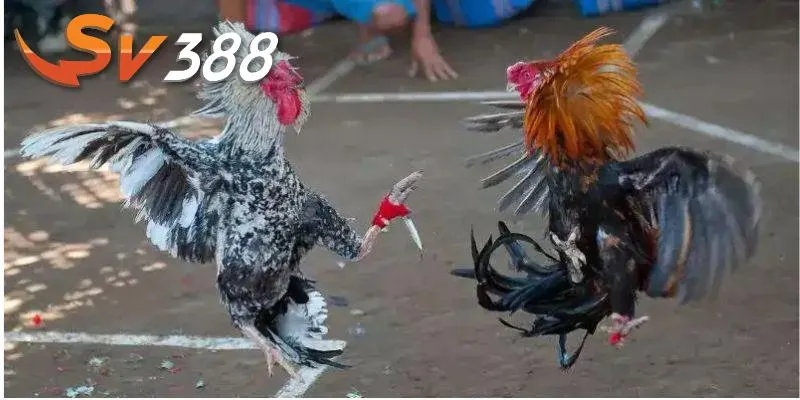 Đá gà cựa dao tạo nên sân chơi mới mẻ Đá gà cựa dao tạo nên sân chơi mới mẻ