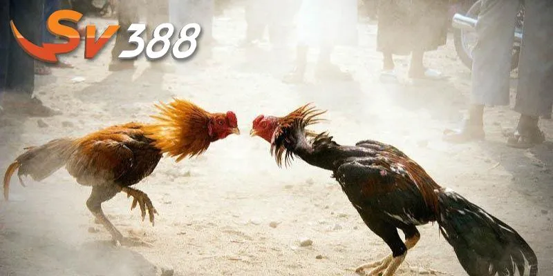 Đá gà trực tiếp châu Âu tại SV388 khác biệt và mới mẻ