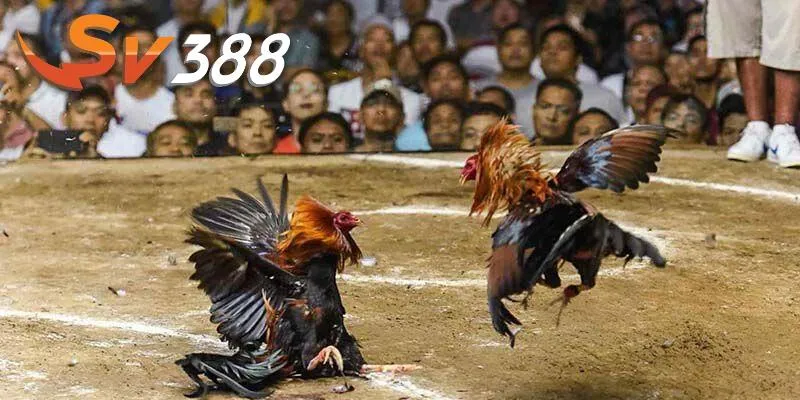 Đá gà trực tiếp châu Âu tại SV388 mới mẻ và an toàn