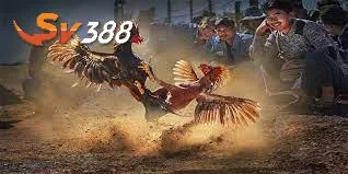 Cách xem gà đá sv388