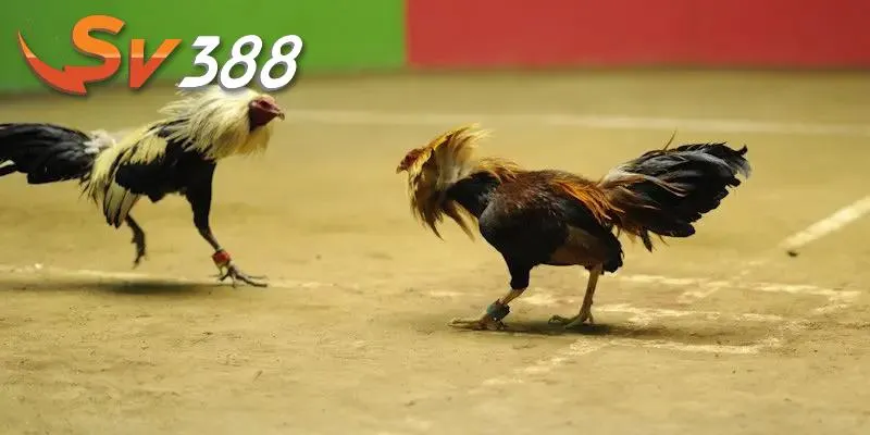 Hiểu rõ cách chơi đá gà ăn Hiểu rõ cách chơi đá gà ăn