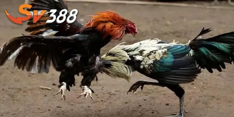 Hiểu rõ kinh nghiệm chơi đá gà trực tiếp cần thiết Hiểu rõ kinh nghiệm chơi đá gà trực tiếp cần thiết