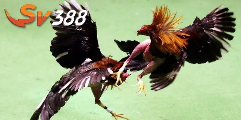 Hiểu rõ lợi ích khi nuôi gà đá đúng cách cần thiết Hiểu rõ lợi ích khi nuôi gà đá đúng cách cần thiết