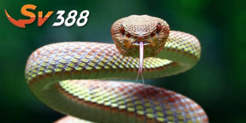 Nằm mơ thấy rắn thường mang nhiều ý nghĩa Nằm mơ thấy rắn thường mang nhiều ý nghĩa