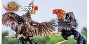 Đá gà c1 sv388