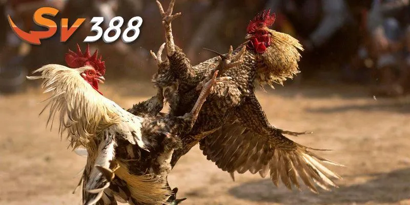 Nhập môn đá gà tại SV388 đảm bảo quyền lợi hội viên Nhập môn đá gà tại SV388 đảm bảo quyền lợi hội viên