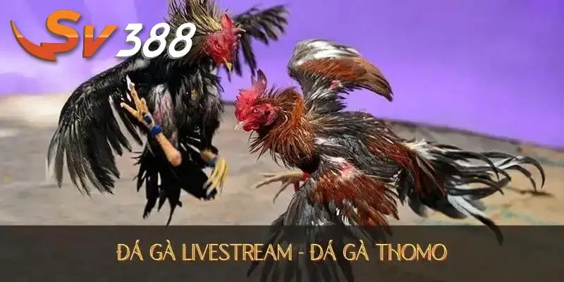 Nội dung mang đến xu hướng cá cược đỉnh cao