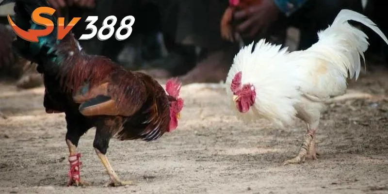 SV388 sở hữu nhiều ưu điểm nổi bật