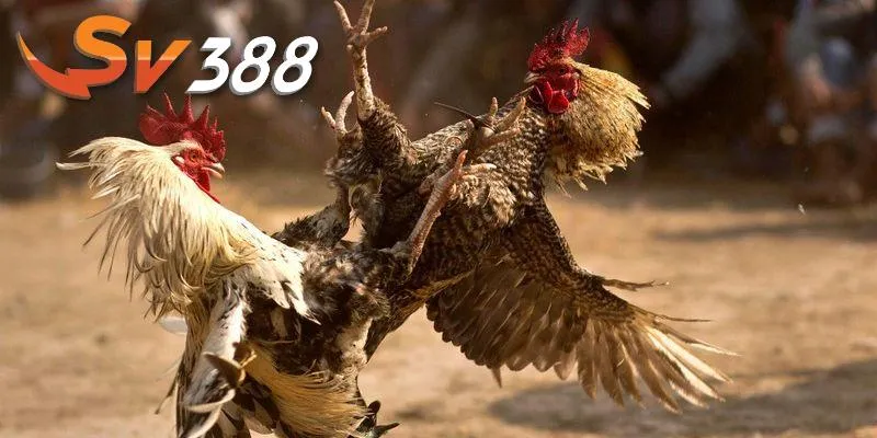 Tải app chơi đá gà cùng bí quyết quan trọng