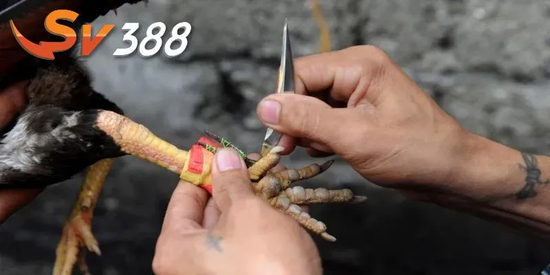 Tham gia đá gà cựa dao tại SV388 mang đến trải nghiệm tối ưu