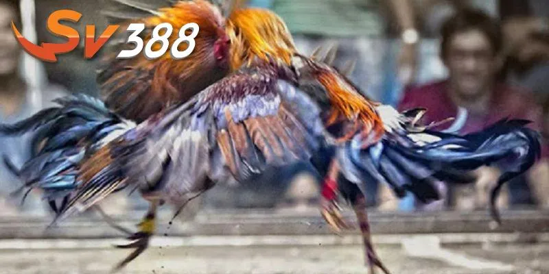 Tham gia sân chơi mang đến nhiều ưu đãi khủng