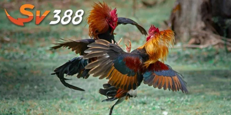 Thường xuyên huấn luyện gà chiến Thường xuyên huấn luyện gà chiến