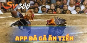 app đá gà Sv388