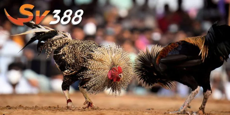 Hiểu rõ bí quyết khi xem đá gà online cần thiết