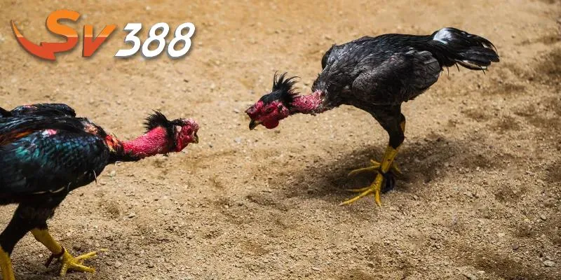 Nắm rõ kinh nghiệm chơi chọi gà c1 cần thiết Nắm rõ kinh nghiệm chơi chọi gà c1 cần thiết