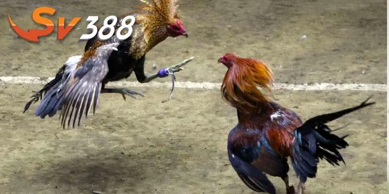 Đá gà ăn tiền tại Sv388 uy tín Đá gà ăn tiền tại Sv388 uy tín