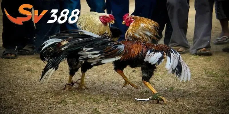 Đá gà cựa dao sv388