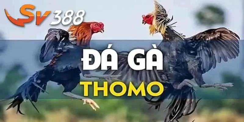 Đá gà thomo SV388