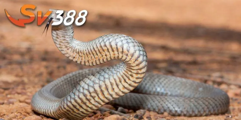 Nằm mơ thấy rắn SV388