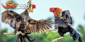 Nhập môn đá gà SV388