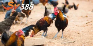 nuôi gà đá sv388