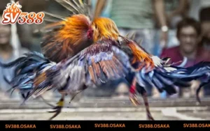 Khám phá thế giới gà đá SV388